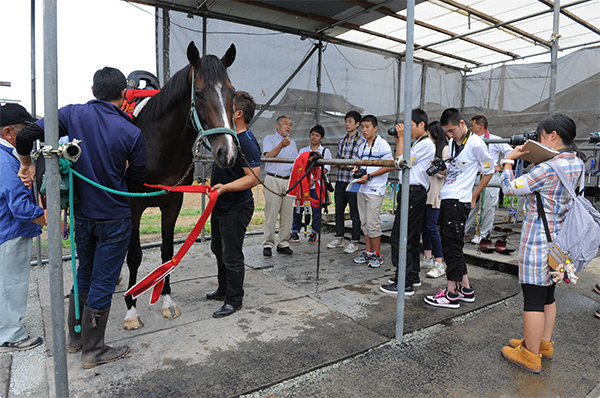 祭りで騎馬武者が乗る馬たちが飼育されている大原厩舎でお話を伺いました。