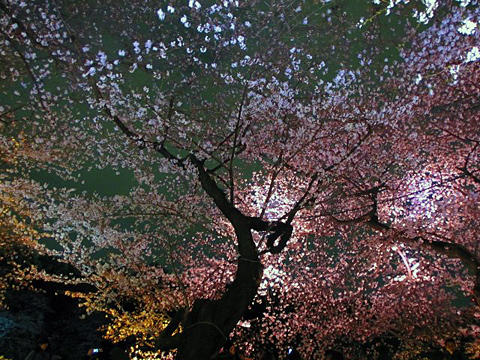 ぷー<br>東北の方々が安心して桜の花を観賞できる日が再び来ることを、祈っています。