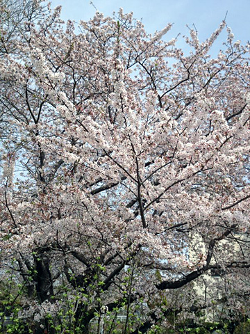 くっく<br>東北にも早く満開の桜が訪れますように！！