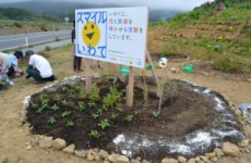 7月3日　米崎町でひまわりの種を撒きました。