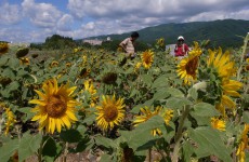 陸前高田・米崎のひまわり満開続報