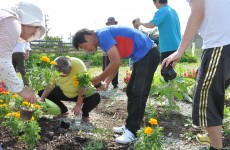 間寛平さんが陸前高田市米崎町で苗植え！