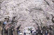 「今年も桜が咲いた富岡は、笑顔も満開です」カラフルとみおかプロジェクト